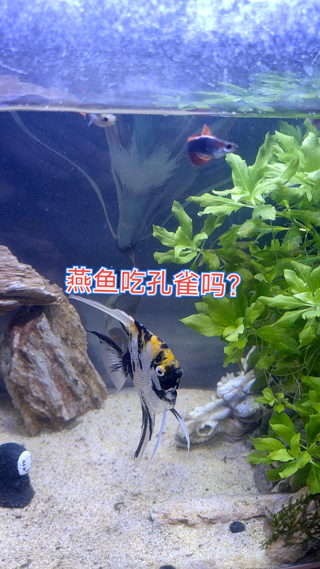 今天忽然发现～孔雀鱼怎么少了好多?难道是被燕鱼吃了?