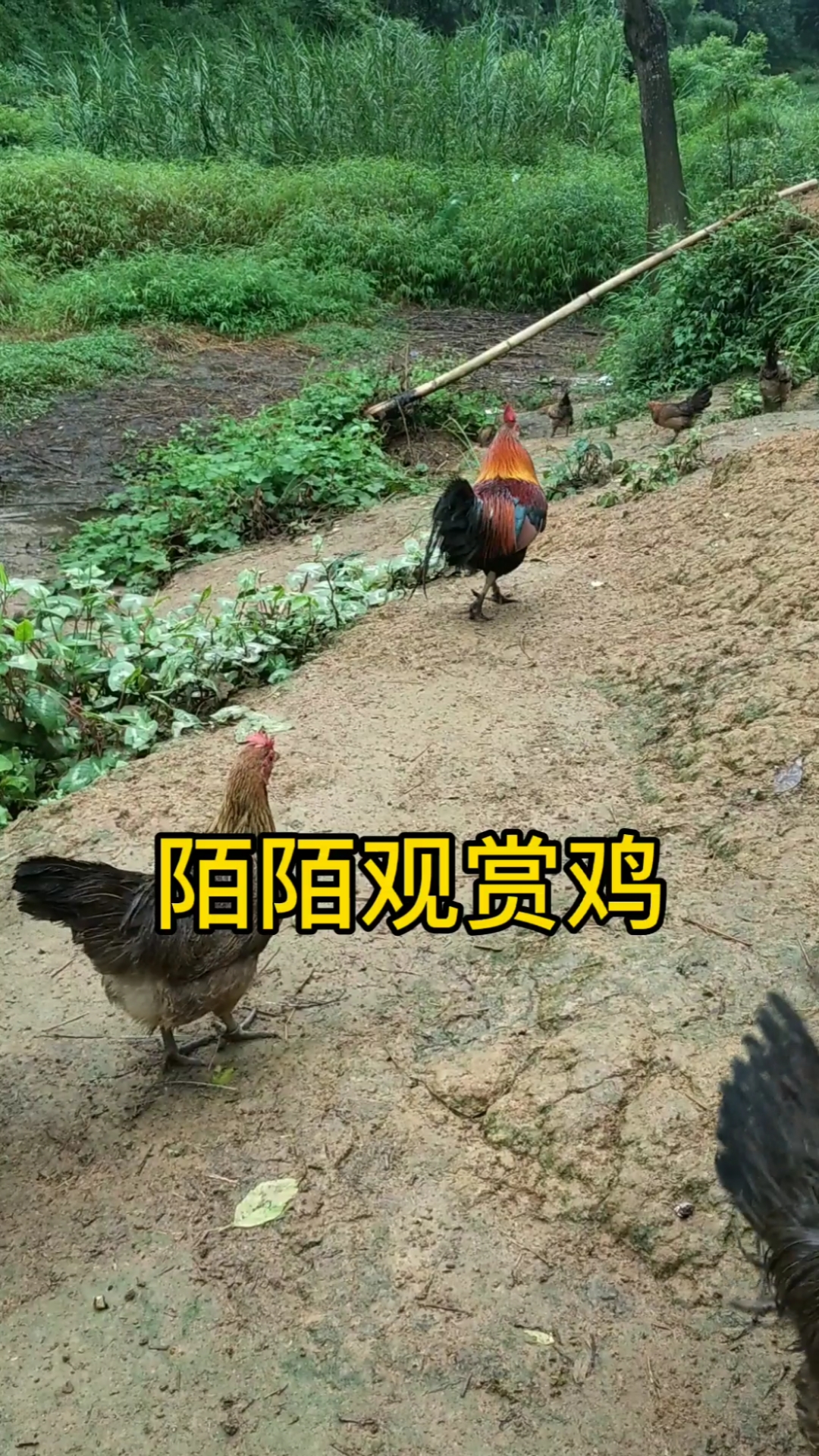 #茶花鸡#土鸡的先祖,广西观赏名鸡之茶花鸡,体态轻盈飞檐走壁,食用观赏极佳!