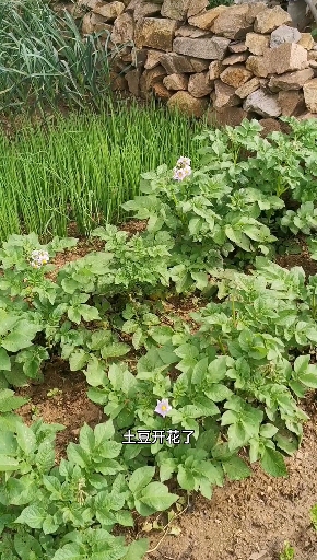 #家庭小菜园#农家一个不起眼的小菜园,看这小排面怎么样