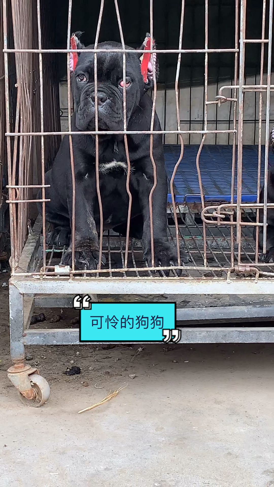 #卡斯罗#可怜的狗狗眼睛里长了块息肉