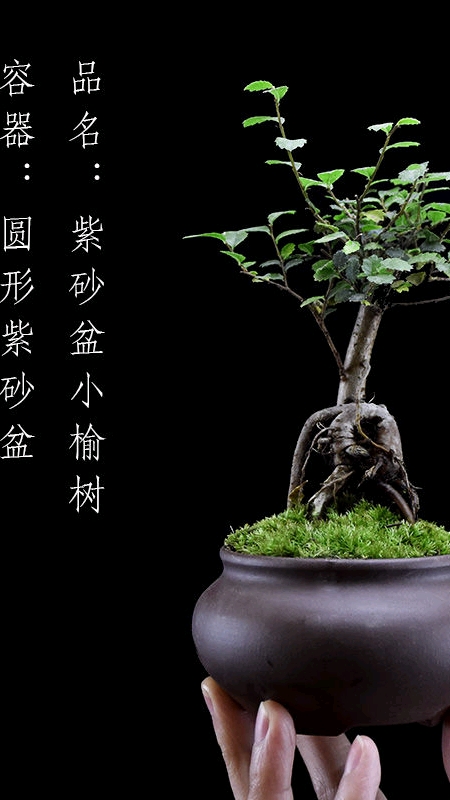 榆树提根苔藓球盆栽室内客厅桌面花卉小盆景四季常青绿植净化空气