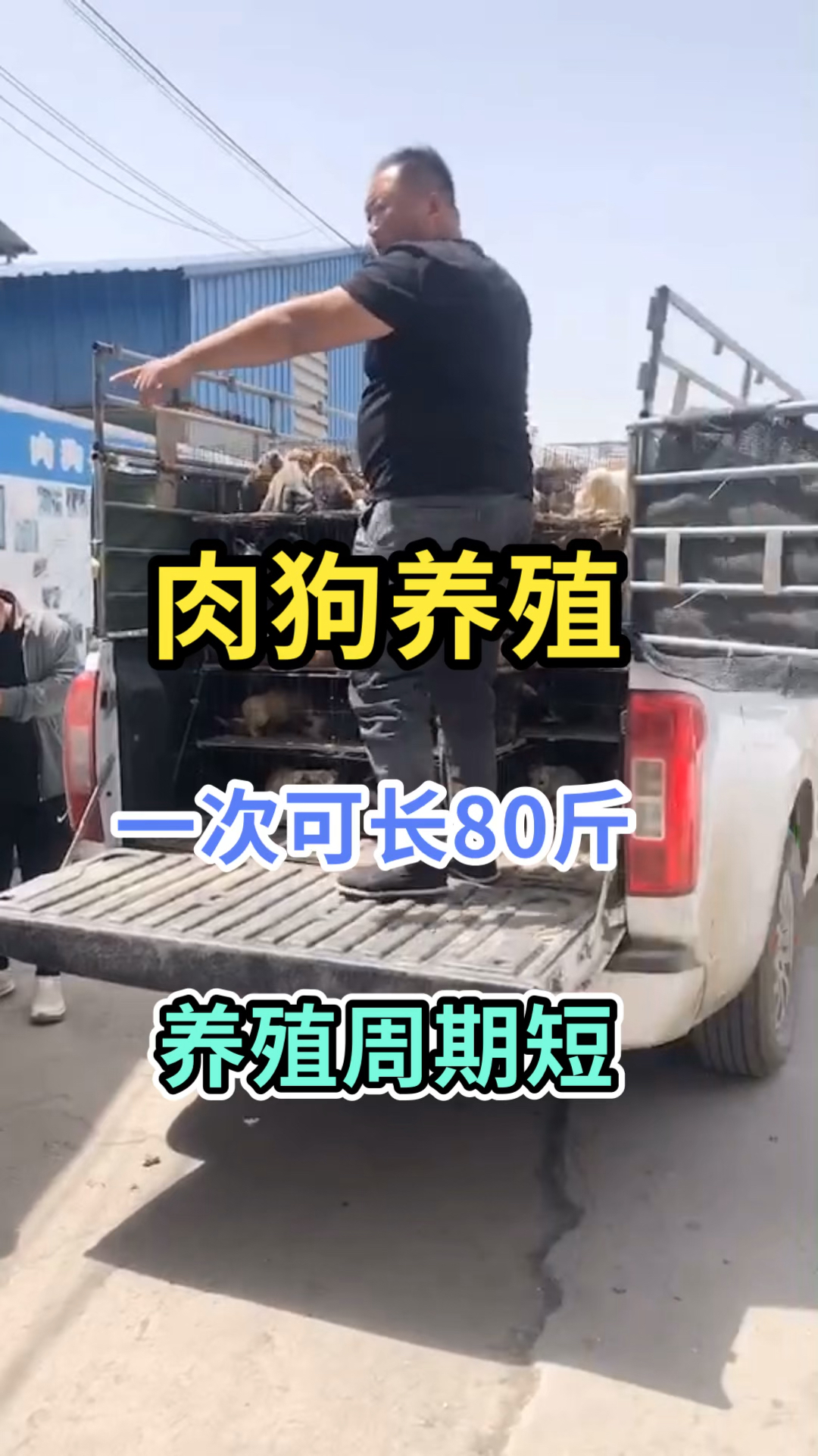 准备发往养殖户家中,150只肉狗苗,风险低养殖周期短,包回收。