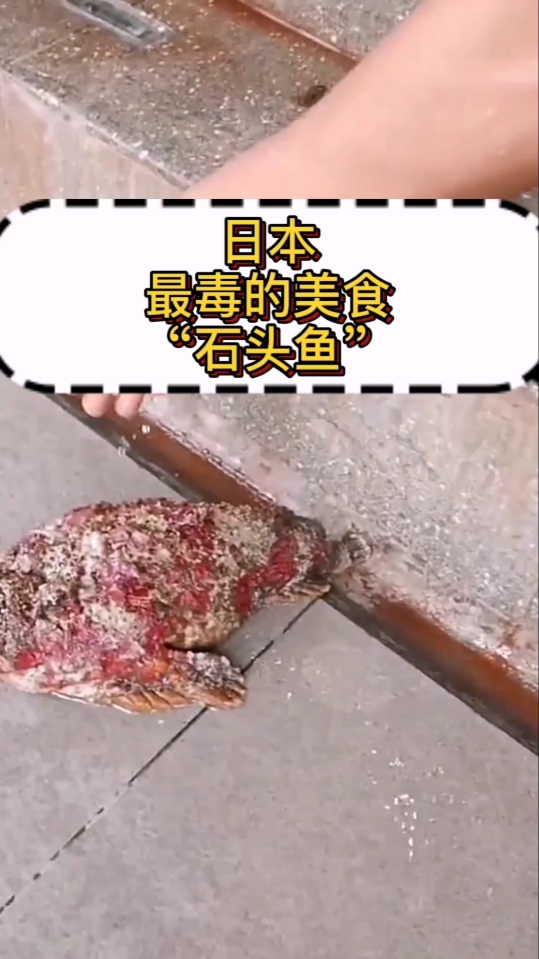 #奇闻趣事抢先看#日本最毒的美食“石头鱼”