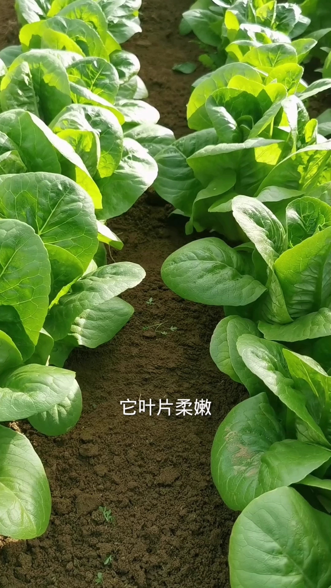 大罗马直立生菜叶片肥美鲜嫩,不爱招虫子,现在正是种植的好时候,你也赶紧种一些吧!