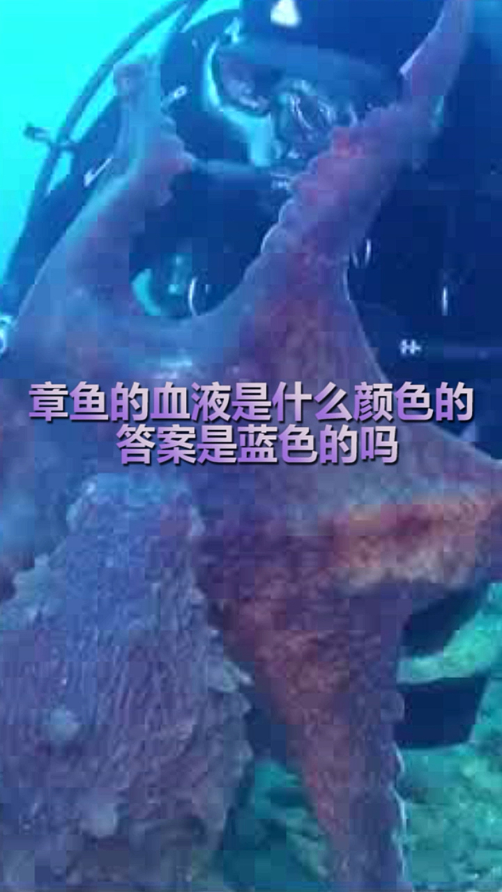 #奇闻趣事抢先看#章鱼的血是什么颜色的