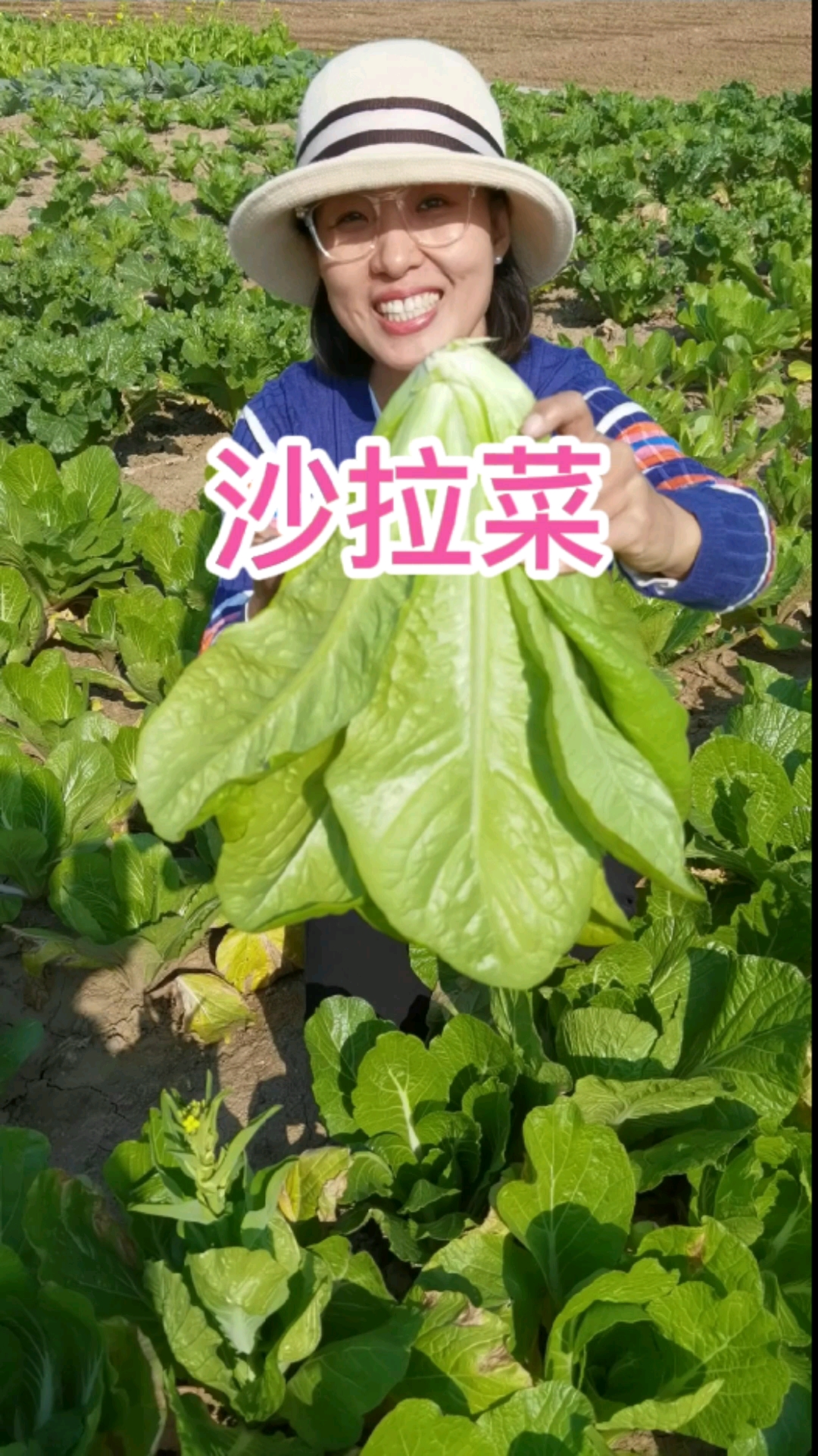 沙拉菜