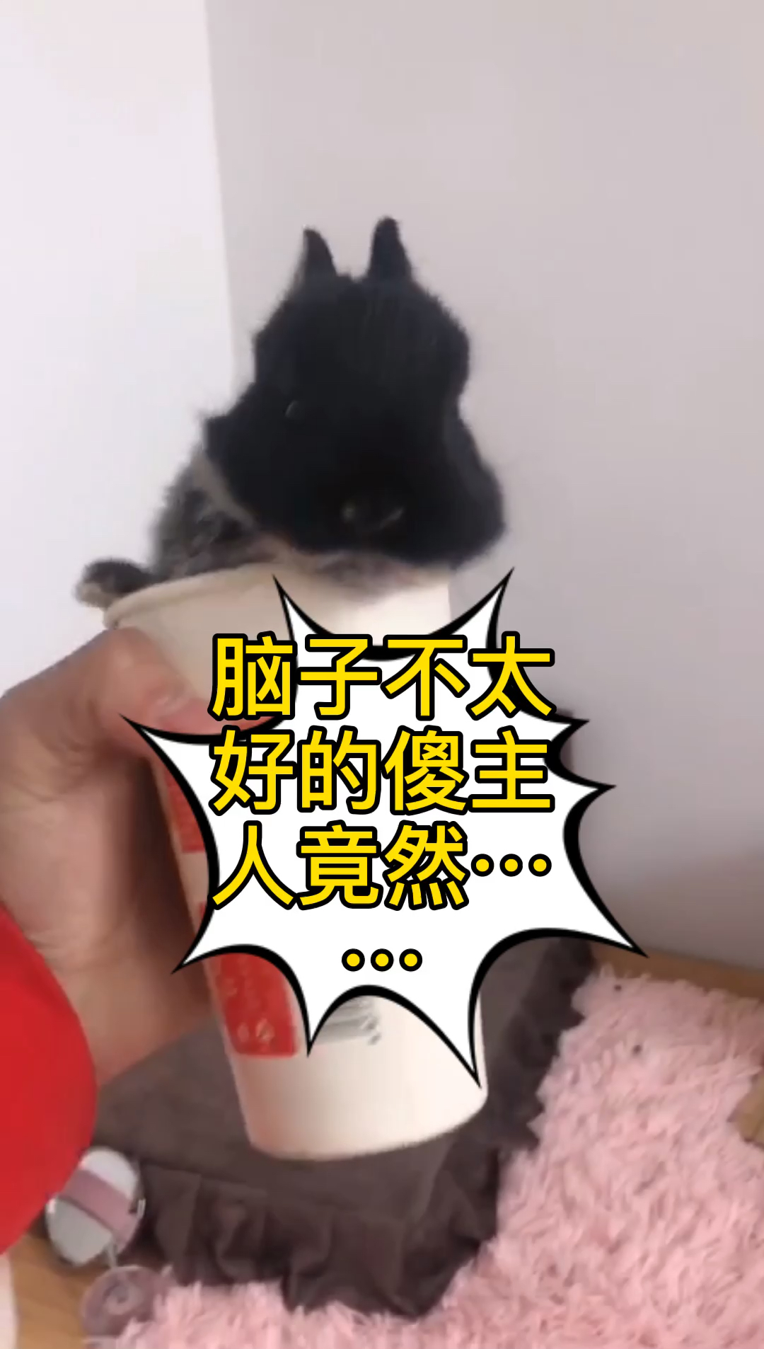 #兔子#把兔子装进奶茶杯里