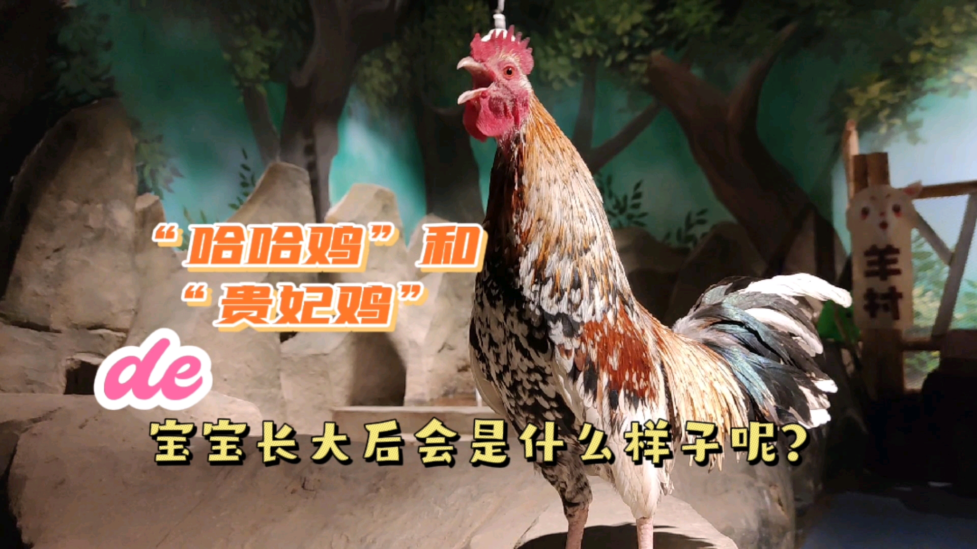 #记录生活#网红哈哈鸡和贵妃鸡的宝宝,长大后会是什么样子呢?