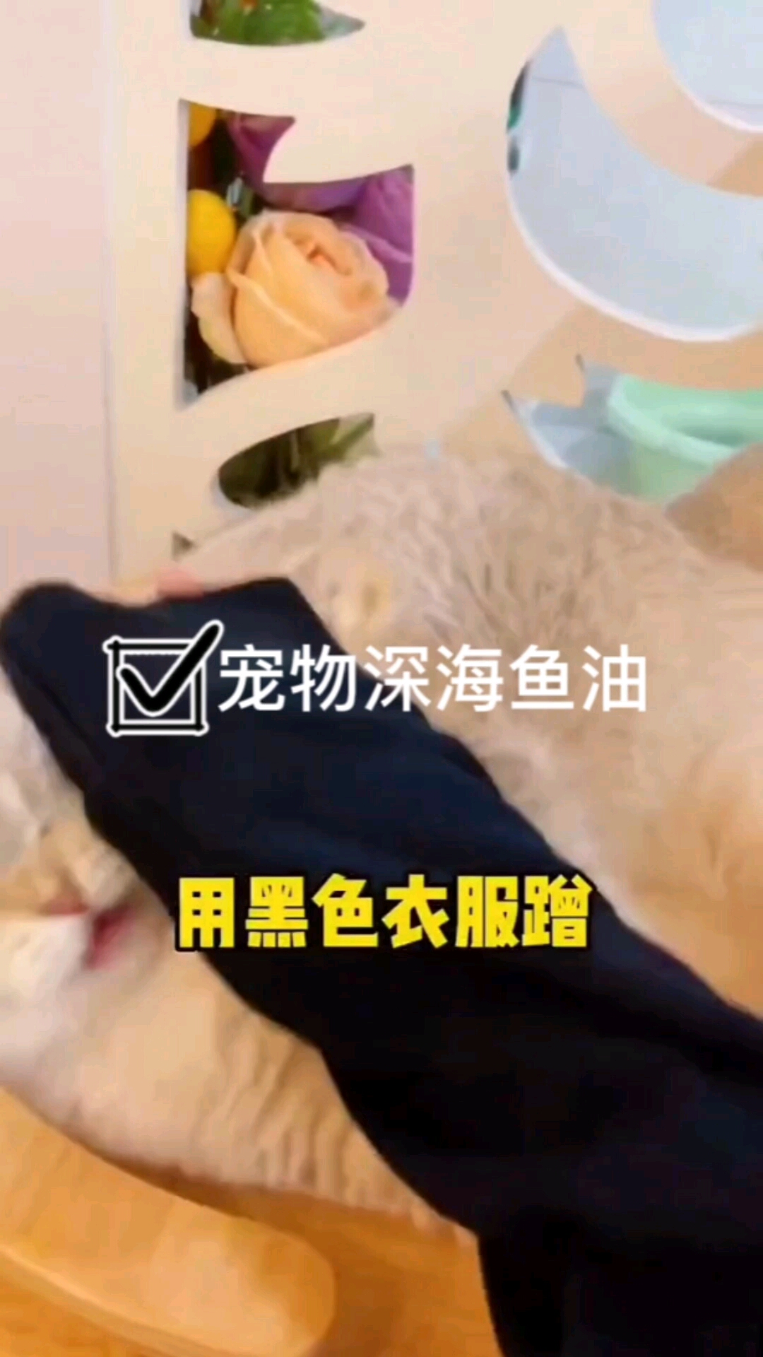 #萌宠夏日运动会#宠物深海鱼油猫用狗用三文鱼油