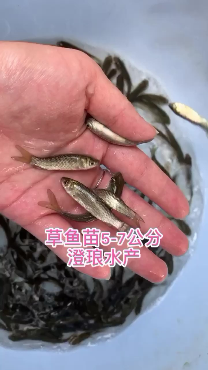 草鱼苗,小草鱼苗,鲩鱼苗