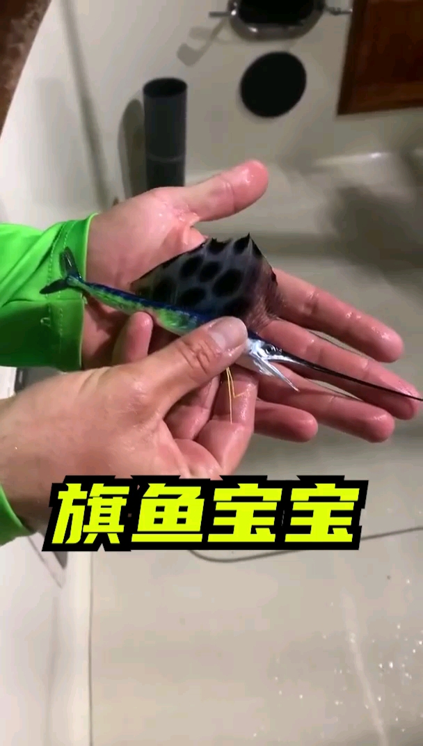 可爱的旗鱼宝宝