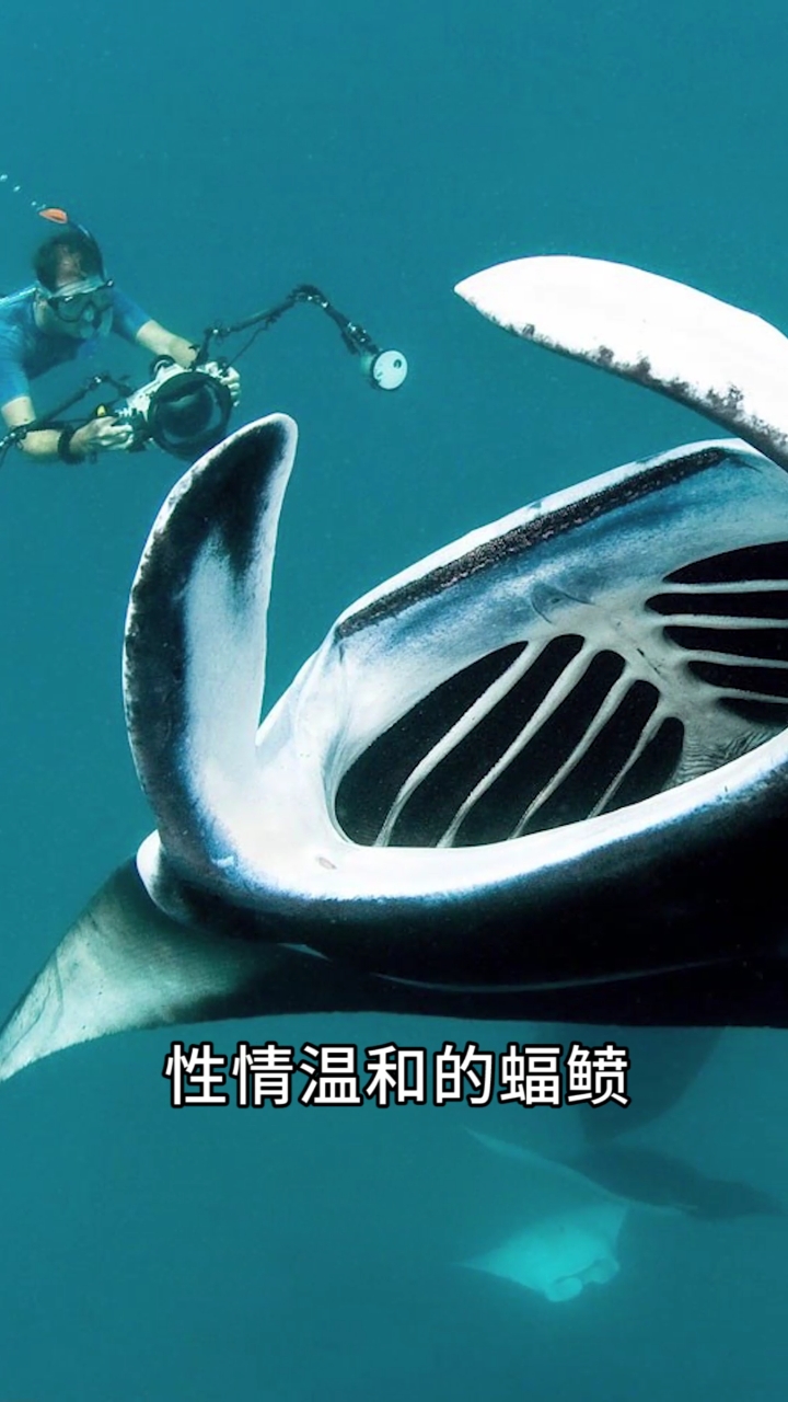 性情温和的蝠鲼,为什么被叫做“魔鬼鱼”?
