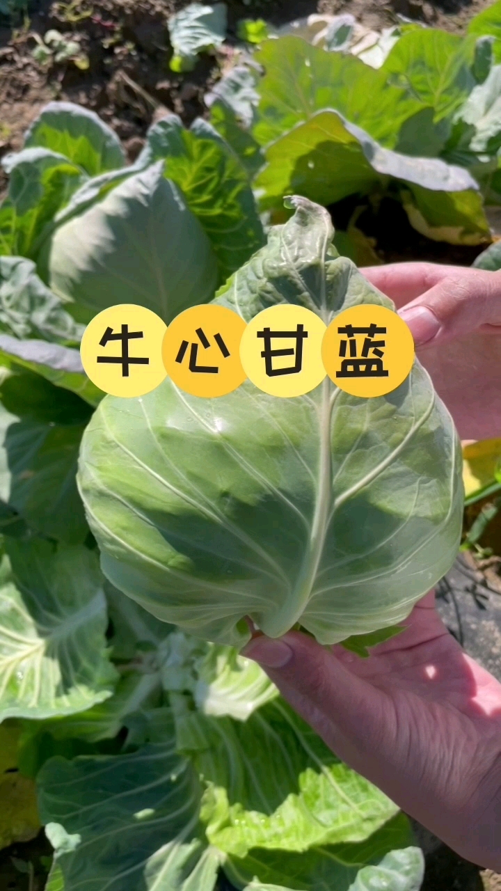 牛心甘蓝,脆嫩生香,就是不一样,应该种一些