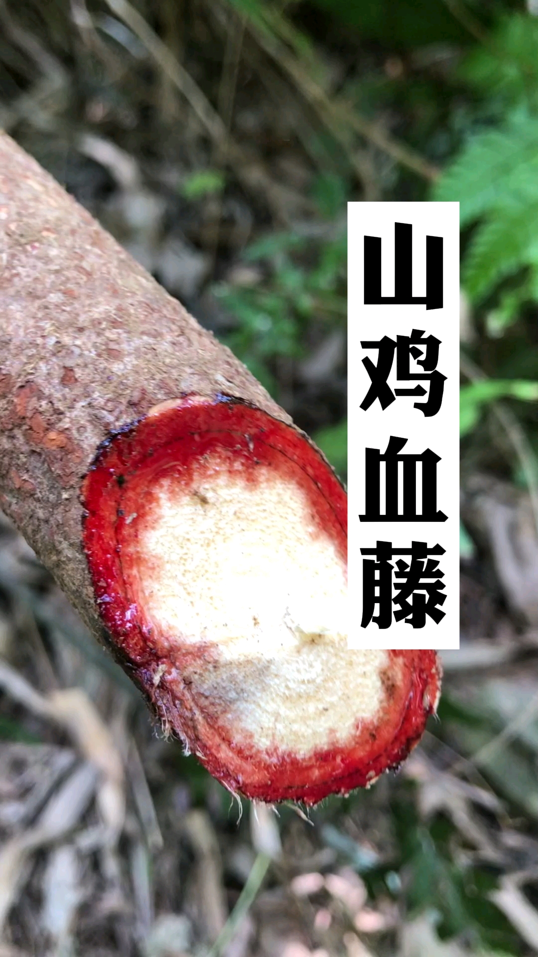 山鸡血藤又叫五叶鸡血藤