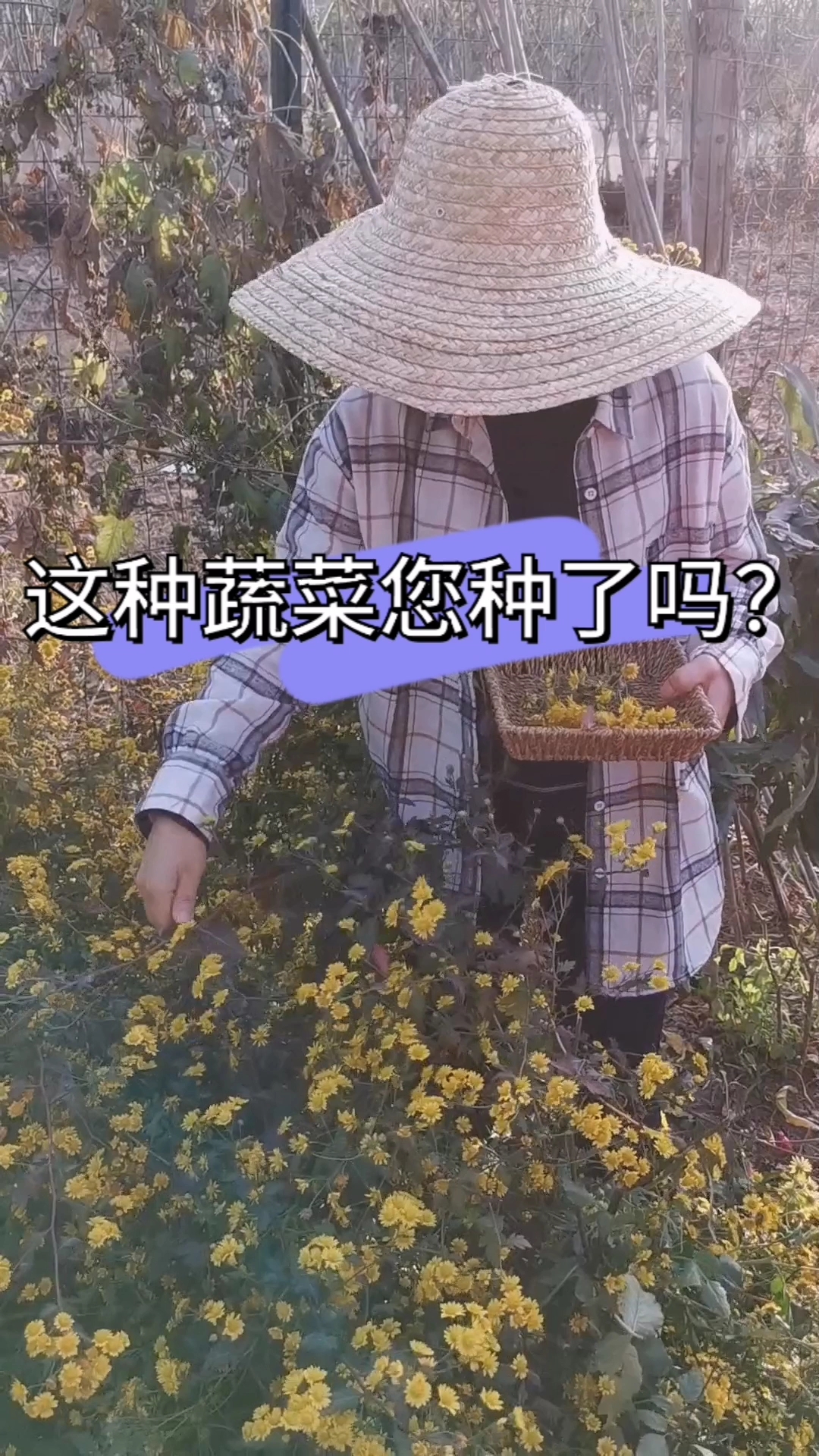 这种蔬菜您种过吗?又当菜吃,又泡茶喝,还是多年生的,种一次生长好几年