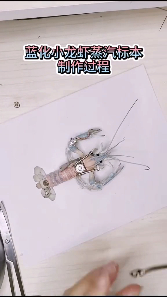 #创意手工DIY#制作过程来啦~怎么怎么让蓝化虾变成这种梦幻的蓝粉配色?秘诀就是烤至七分熟