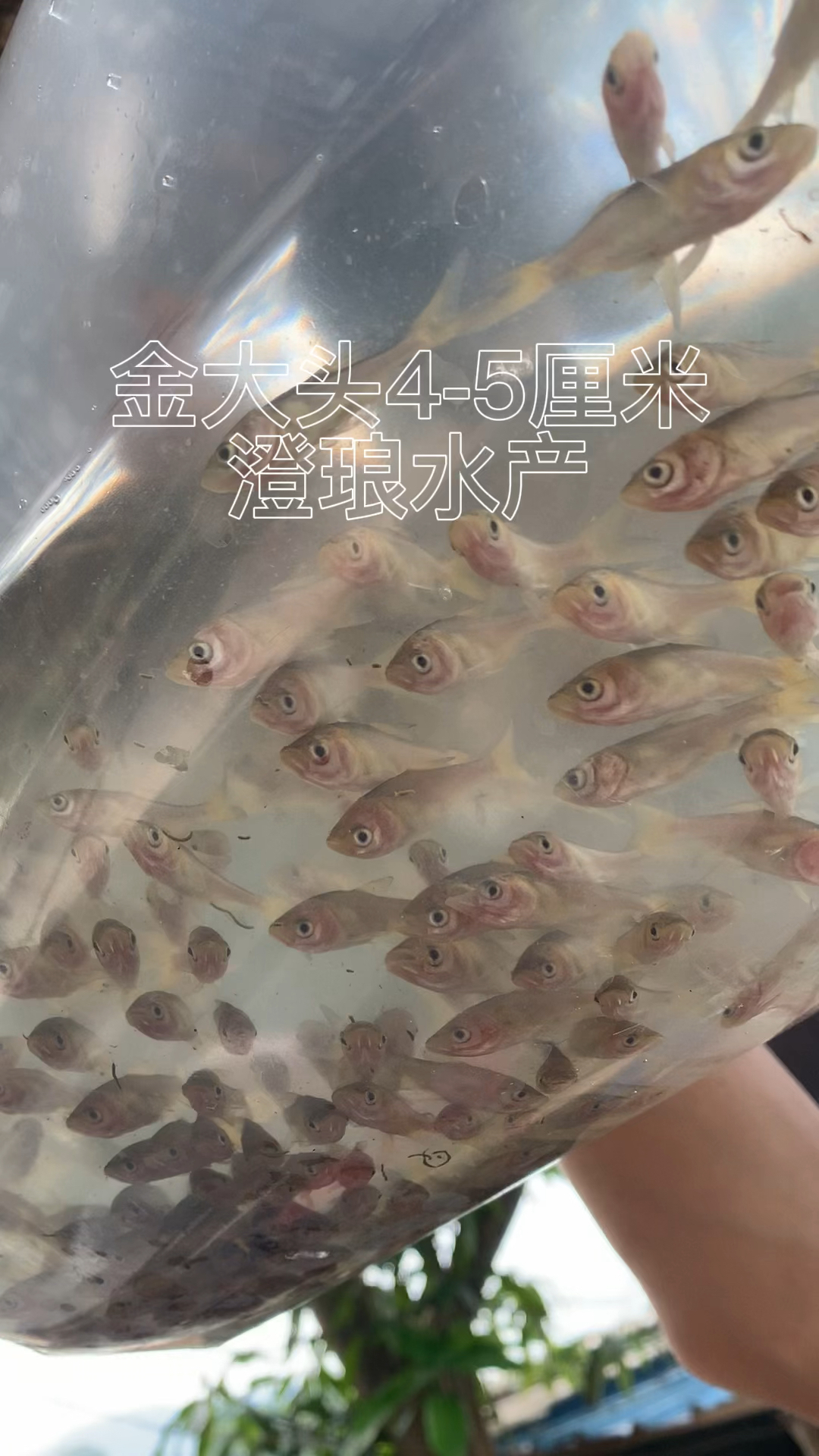 金大头鱼苗金胖头金鲢鱼红大头鱼苗红花鲢红鳙鱼苗淡水活体鱼苗