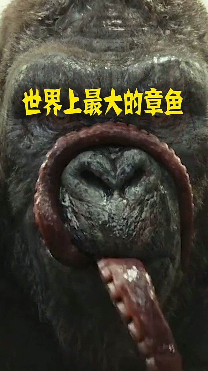 #知识来了#世界上最大的章鱼
