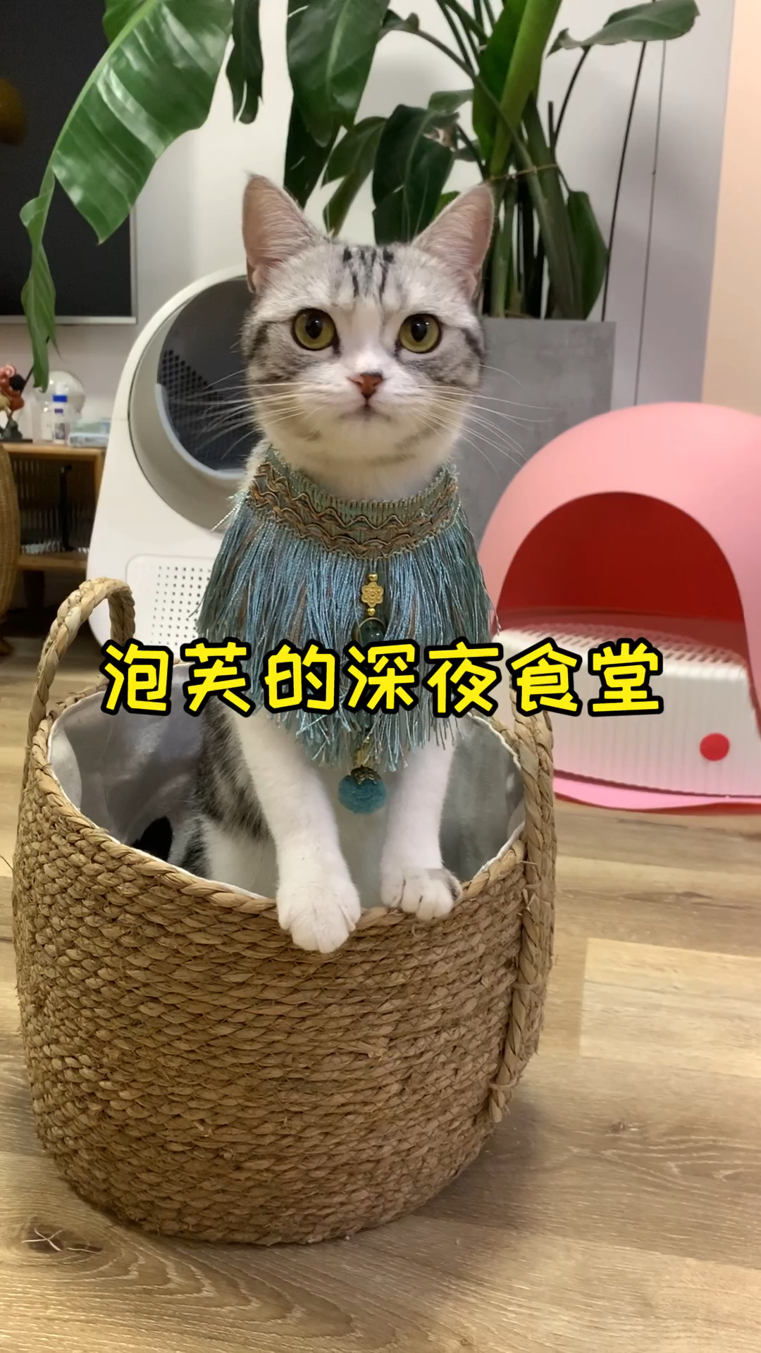 #家有猫咪#小猫咪吃饱了才能睡个好觉哦，你家夜猫子一般早上几点叫你起床呢？