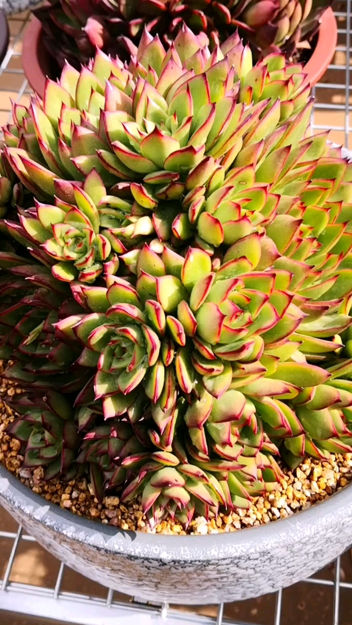 #多肉植物#吉赛尔养五年会是什么样?你要的答案就在这里!见证美丽的时刻到了!