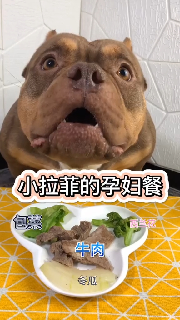 #家有萌宠#小小拉菲出生倒计时第十天