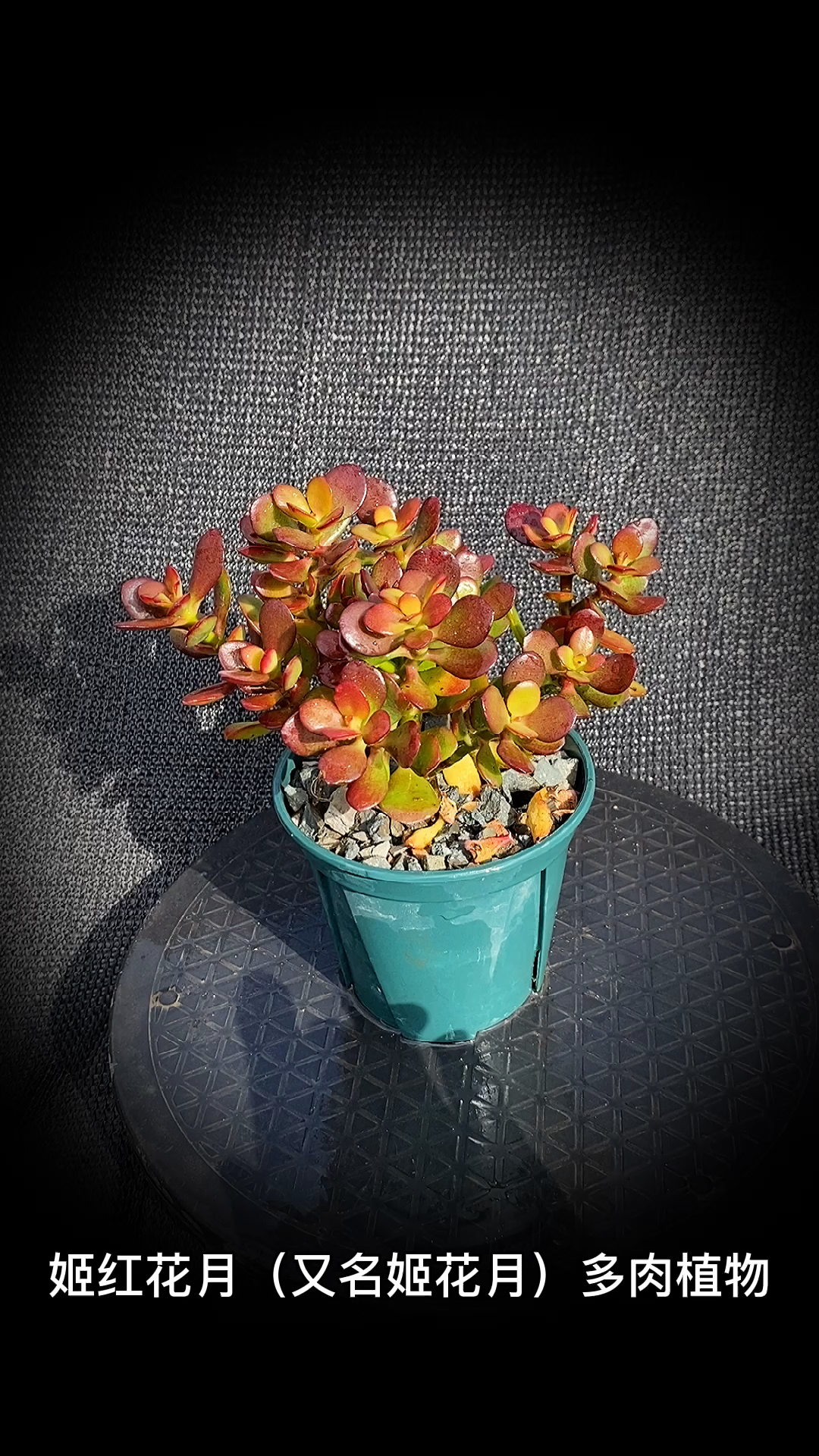 #有一种可爱叫多肉!#姬红花月(又名姬花月)多肉植物:是景天科的青锁龙属的多肉植物。