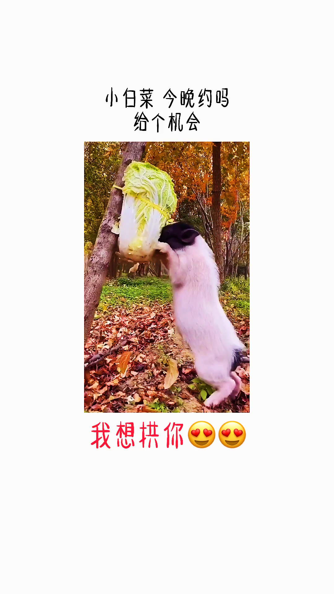 #搞笑表情包#小白菜，今晚约吗？给个机会好不好