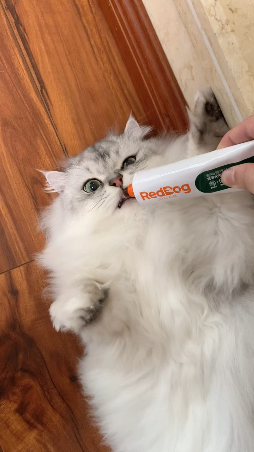 #小小爱宠萌化你#猫咪掉下来的毛像云朵一样软,可以用来做什么?