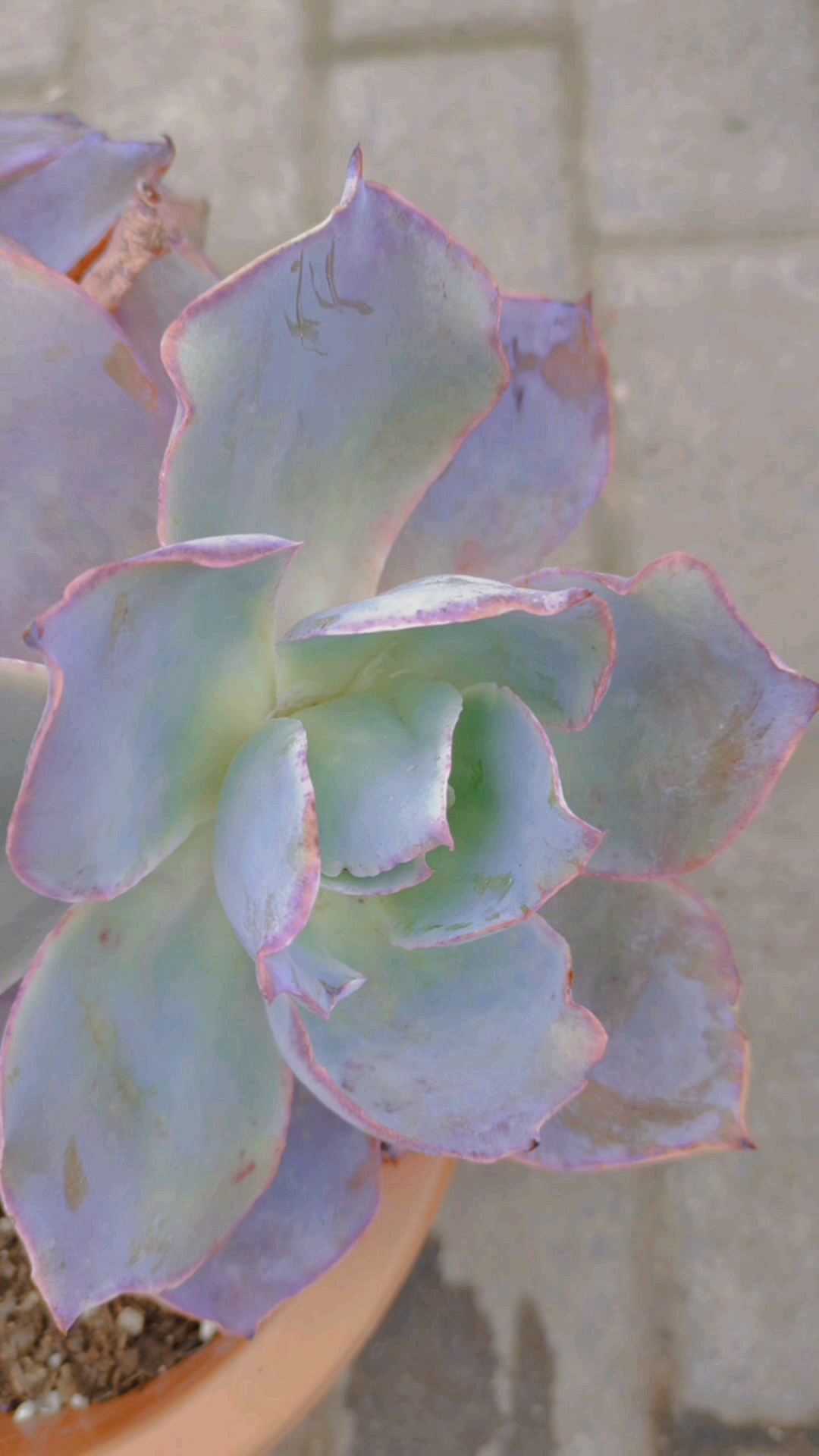 #泼花成画#多肉老桩晚霞真心皮实颜值高