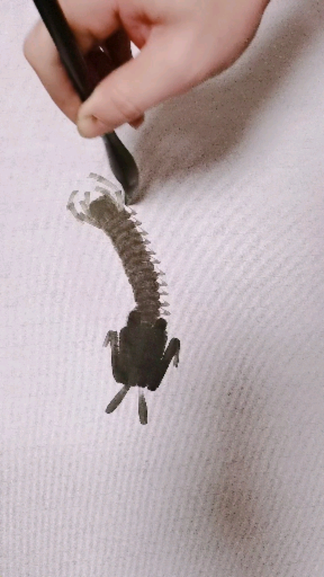 #全民最牛手艺人#皮皮虾画法仔细看奥