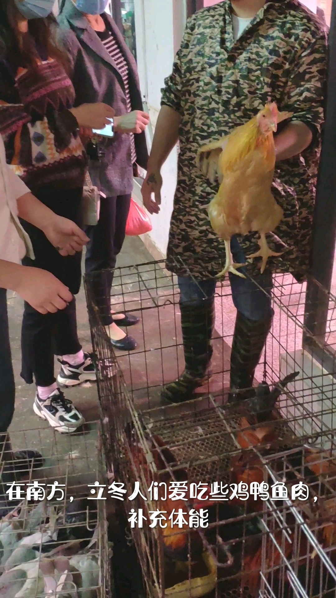 古有谚语:“立冬补冬,不补嘴空”。在南方,立冬人们爱吃些鸡鸭鱼肉,在北方吃饺子