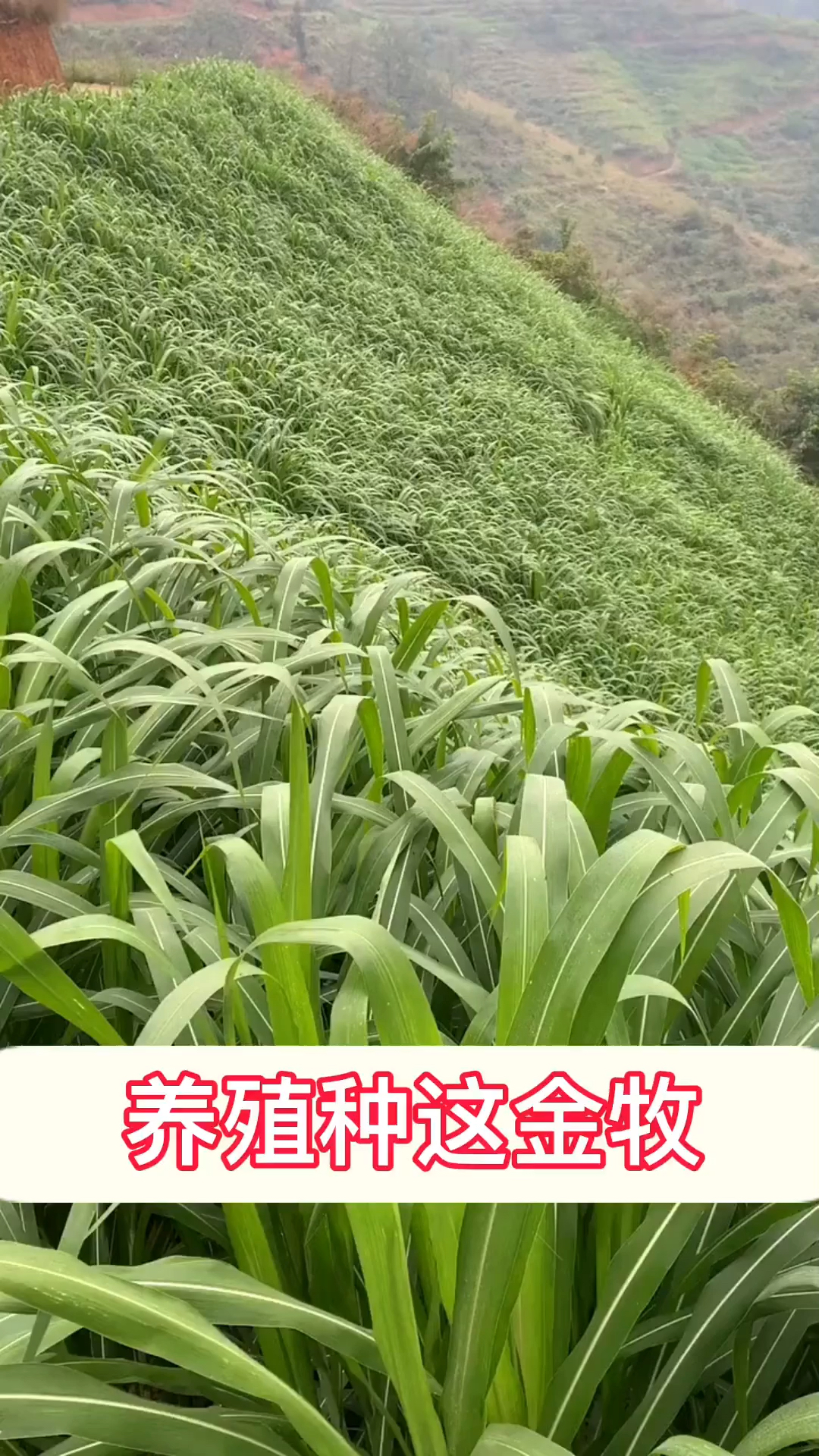 #高产牧草种子#养殖种这金牧,亩产量高,真惹养殖户喜欢