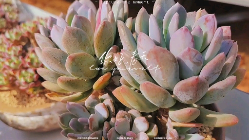 #多肉植物#灰姑娘老桩的大变样,你还认识它吗?