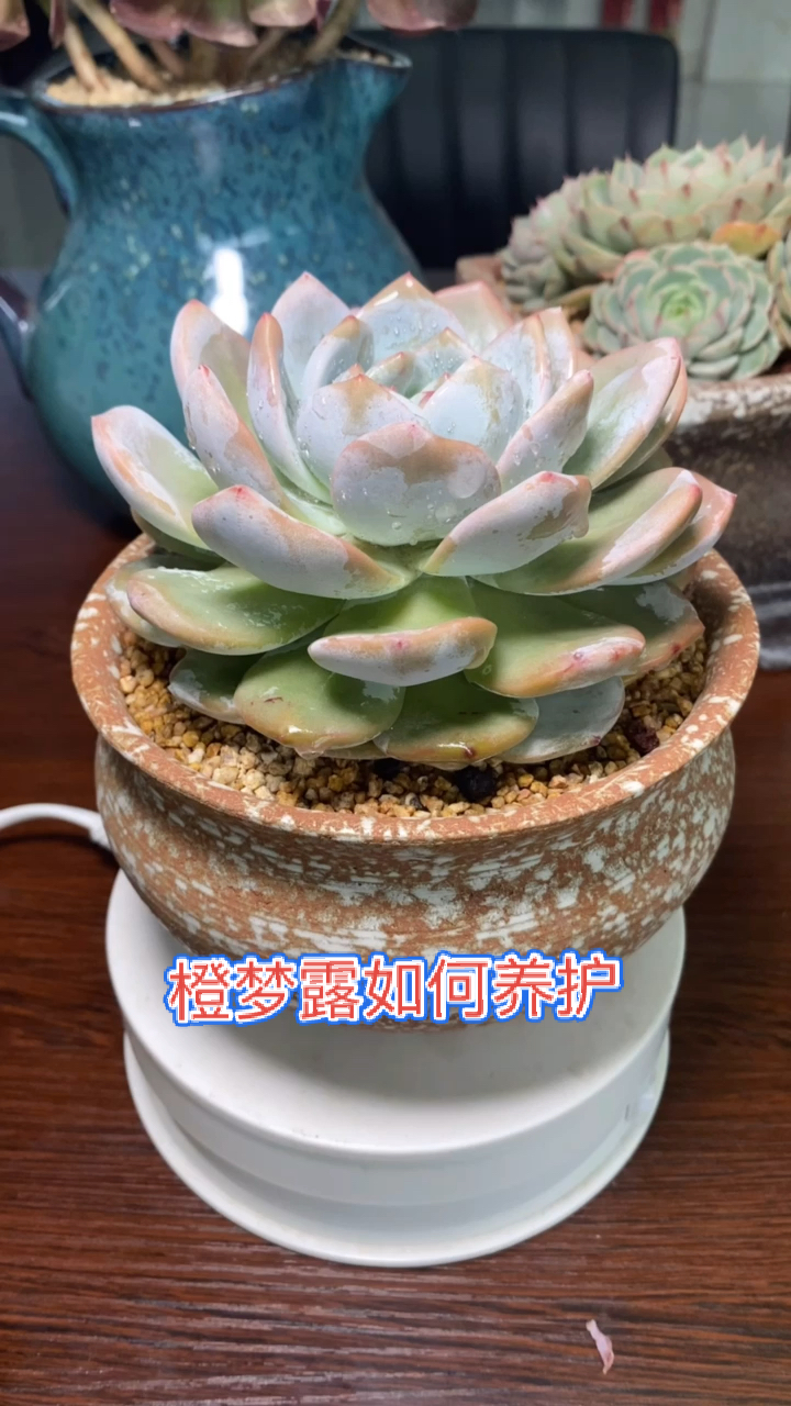 #有一种可爱叫多肉!#橙梦露多肉的养护方法,多肉如何养殖好