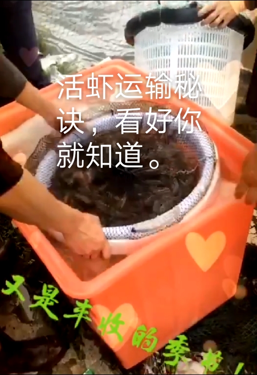 长途运输活虾,就是这么提高成活率的,看看吧,觉得好给个赞!