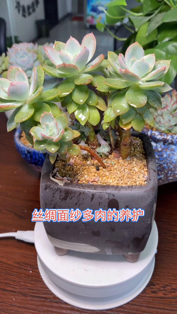 #有一种可爱叫多肉!#丝绸面纱多肉的养殖方法,多肉如何养护