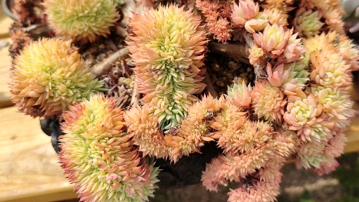 #多肉植物#你的三色堇缀化也能养出这梦幻般的色彩吗?