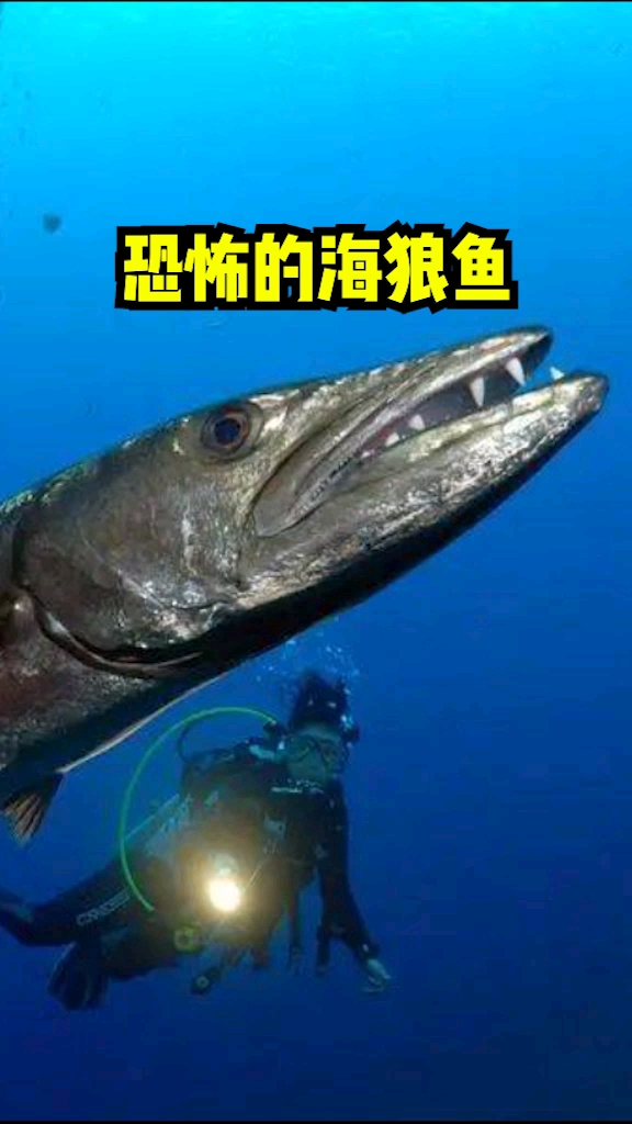 这牙口,水里谁不怕啊?