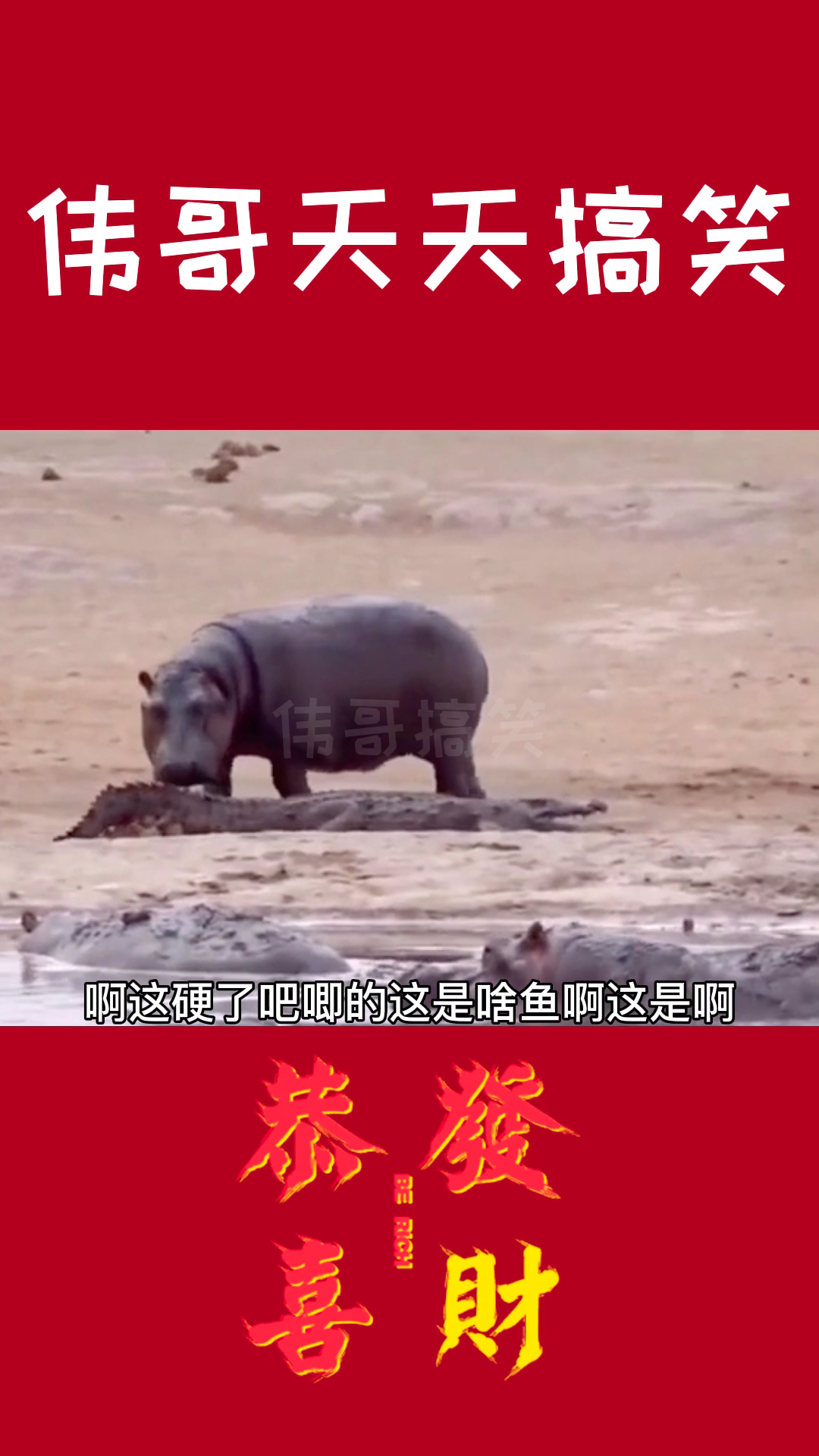 伟哥天天搞笑鳄鱼也是鱼