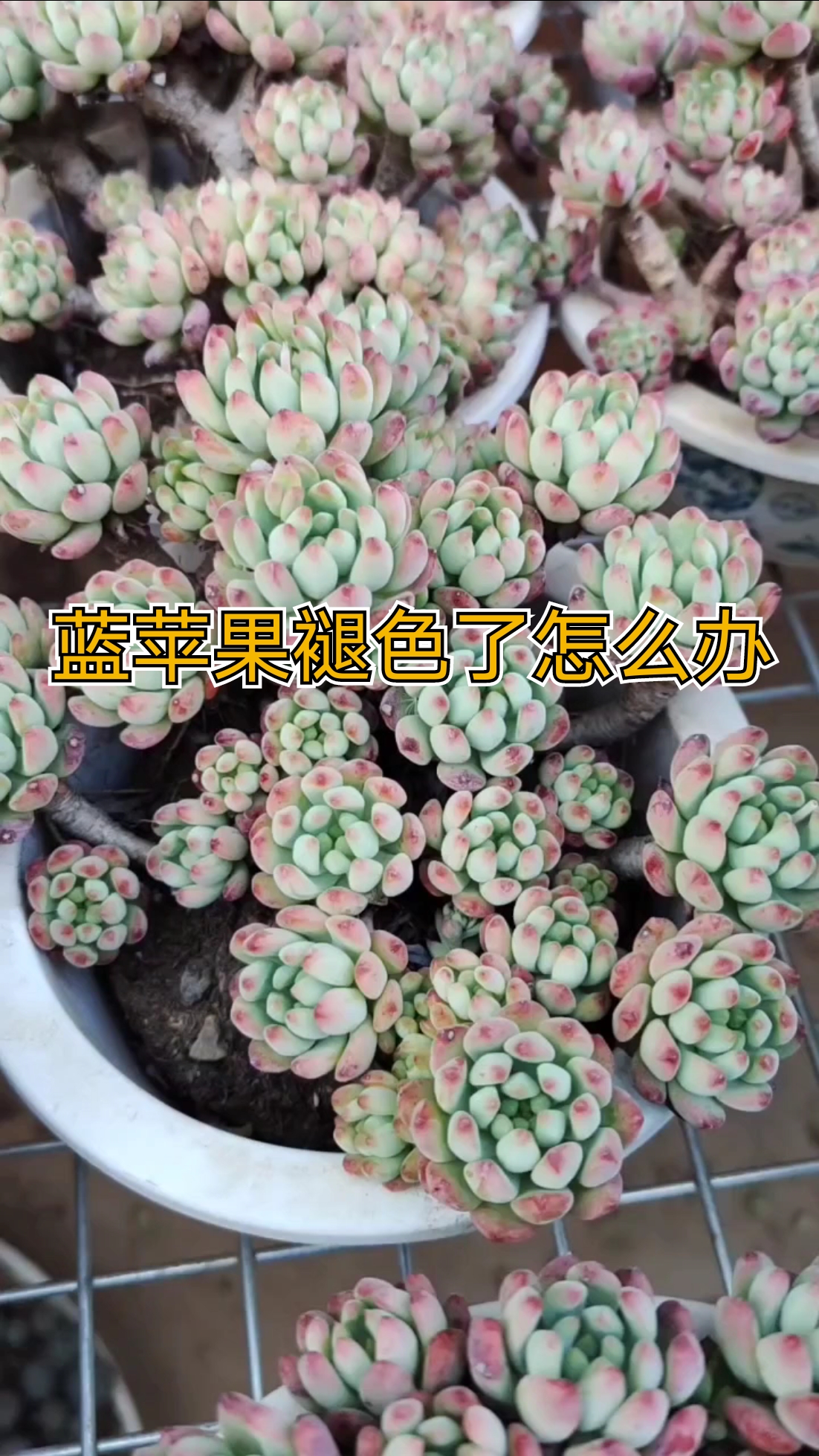#多肉植物#红红的蓝苹果老桩褪色了怎么办?