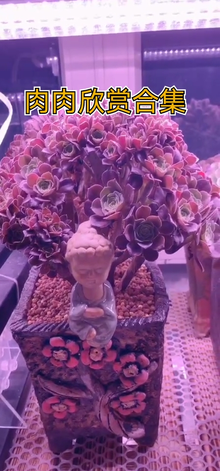#有一种可爱叫多肉!#悄悄喜欢你,肉肉