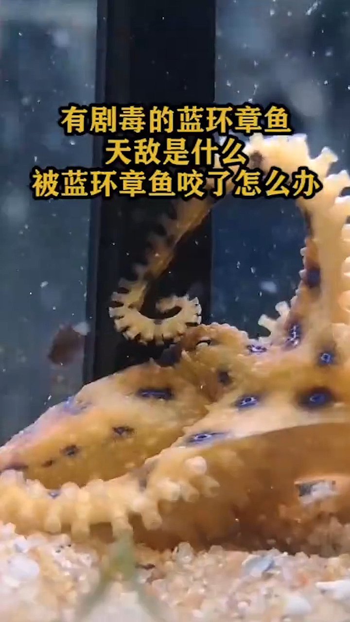 #奇闻趣事抢先看#有剧毒的篮环章鱼,天敌是什么,被蓝环章鱼咬了怎么办