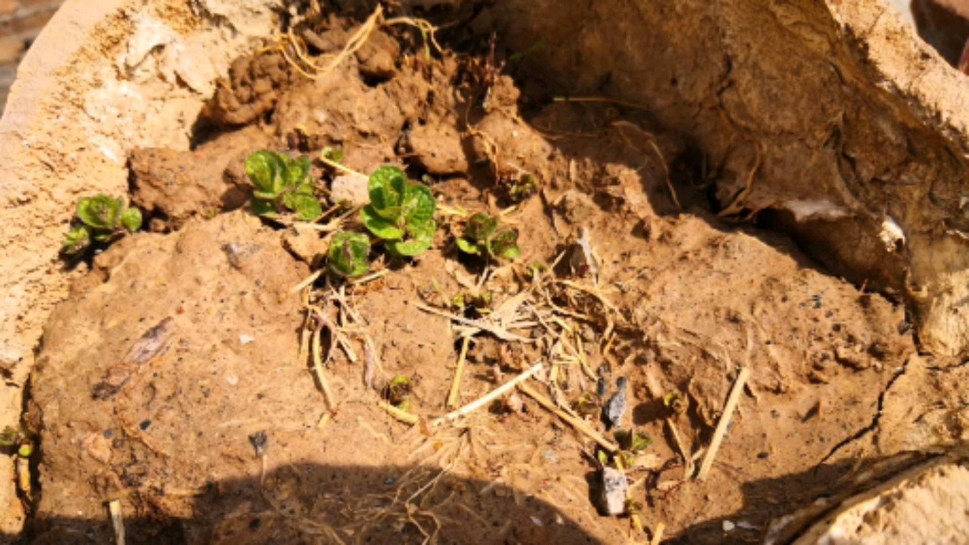 #春天来了#你知道十香菜吗?十香菜又名香薄荷,可吃可观赏