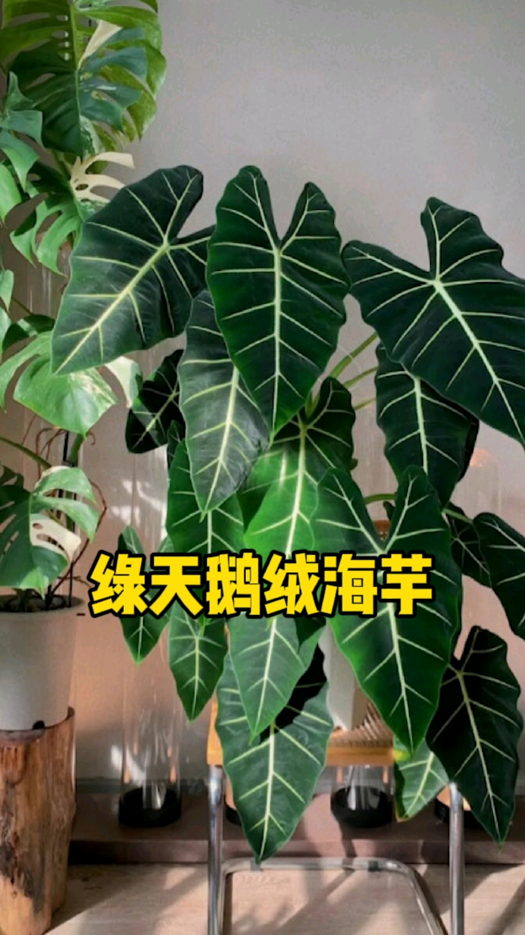 #分享养花经验#如果家里只能养一颗绿植,就选绿天鹅绒海芋