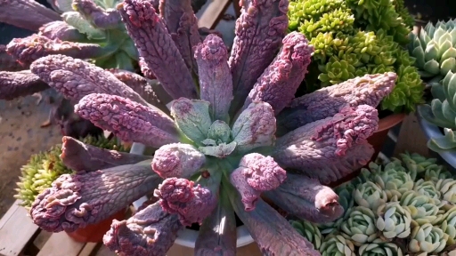 #云南多肉种植基地#云南多肉种植基地长相奇特的多肉植物尼古拉斯