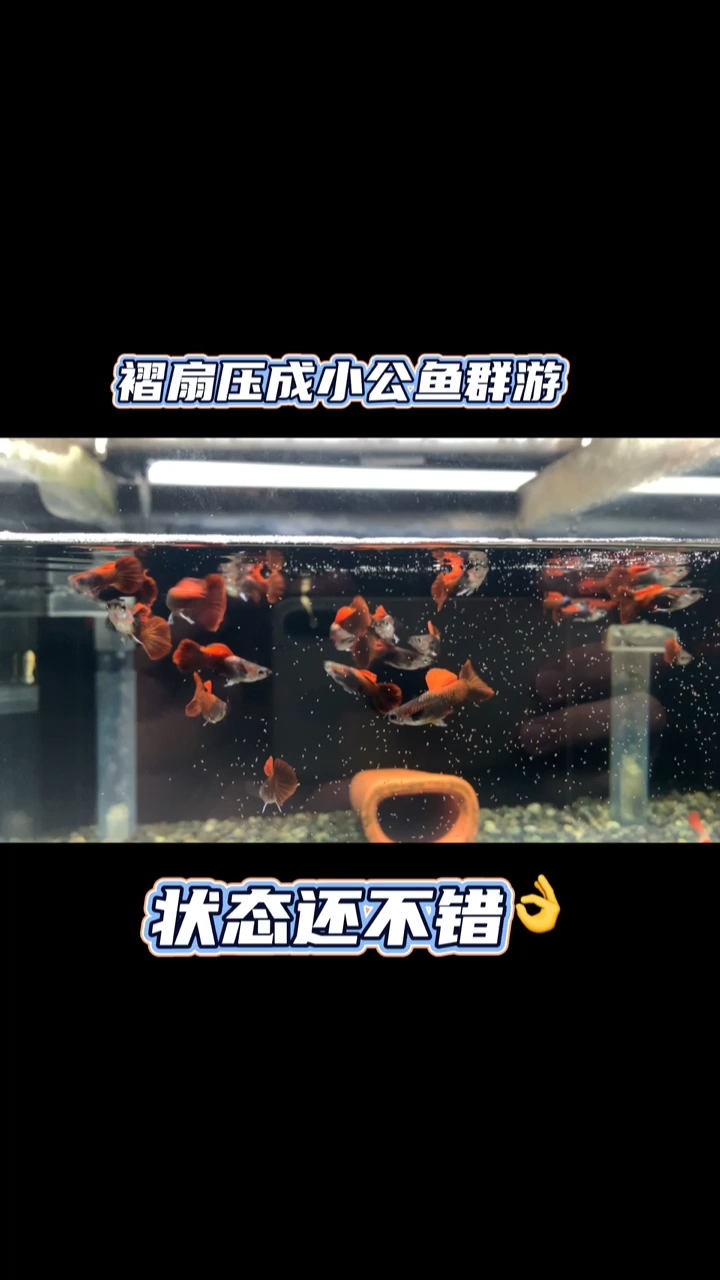 #观赏鱼#褶扇孔雀鱼压成小公鱼群游