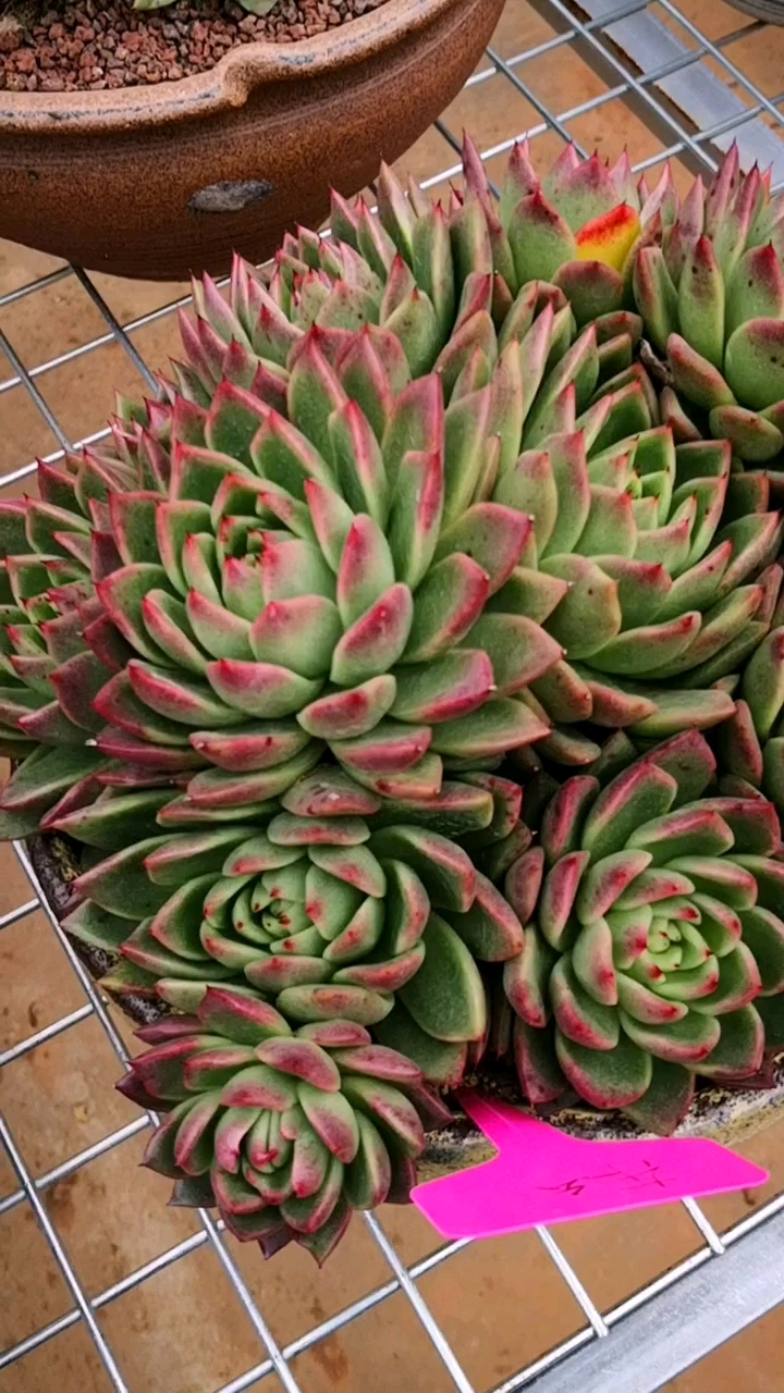 #多肉植物#让时间见证由绿变红的过程,越来越红的红东云群生来了!