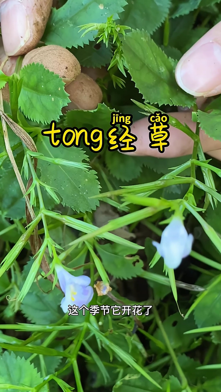 #认识中草药#鸭嘴癀又叫tong经草