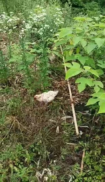 我家的小鸡正在山上找虫儿～找山螺丝吃!这样的鸡长大后!鸡肉可比一般的饲料鸡好吃!