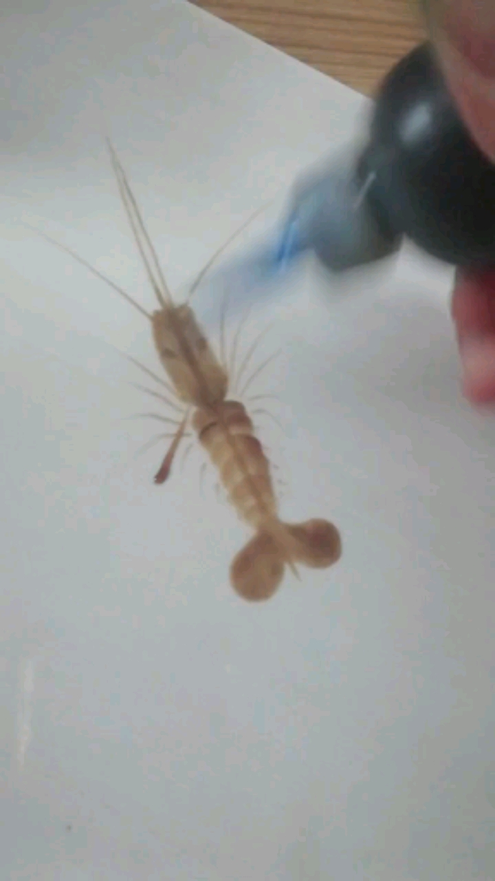 #果酱画#变异小河虾